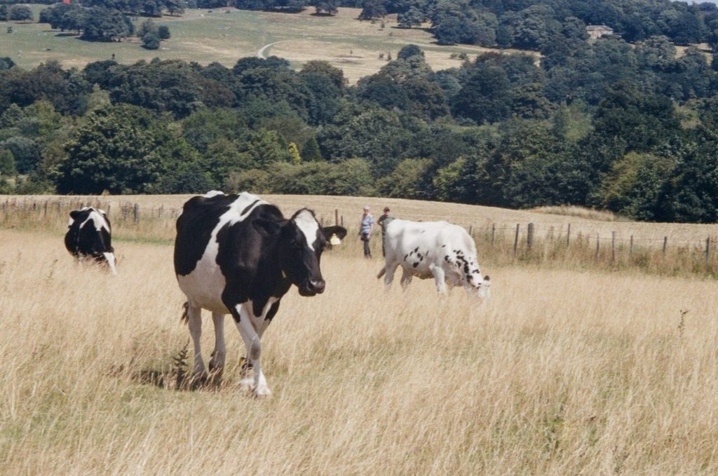 Two cows grazing in a field with woodland in the background