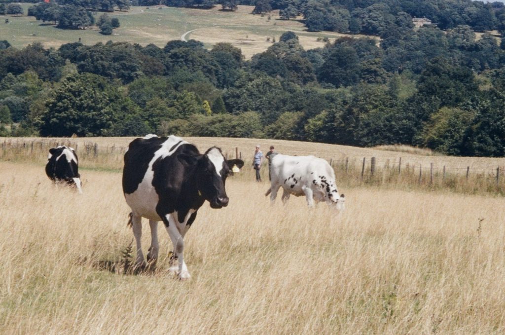 Two cows grazing in a field with woodland in the background
